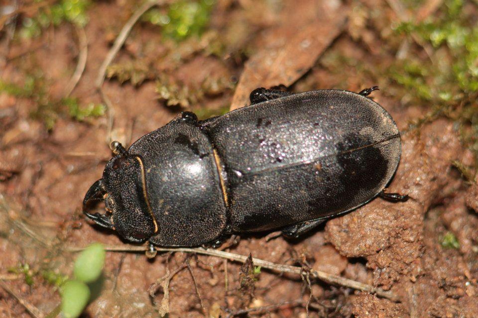 Lesser-stag-beetle