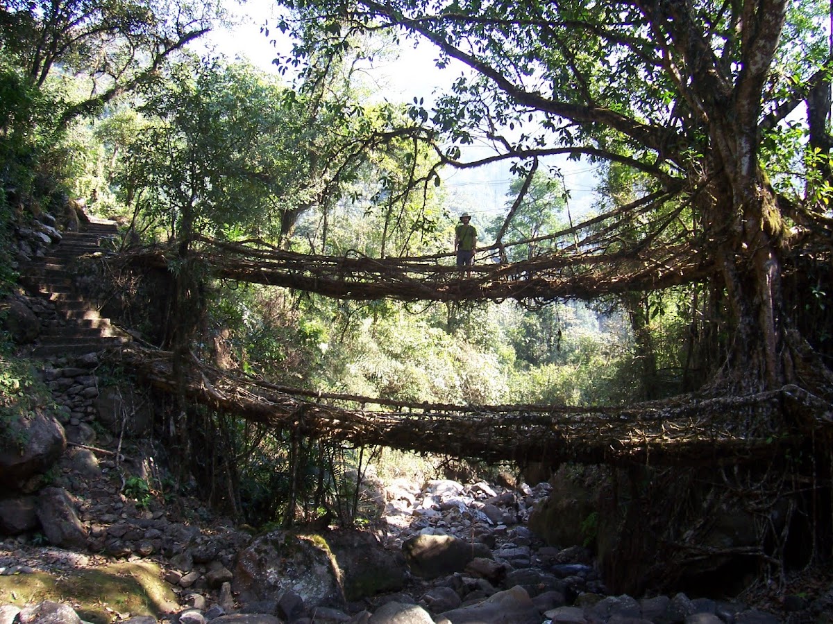 Root bridge