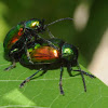 Dogbane beetles (mating pair)