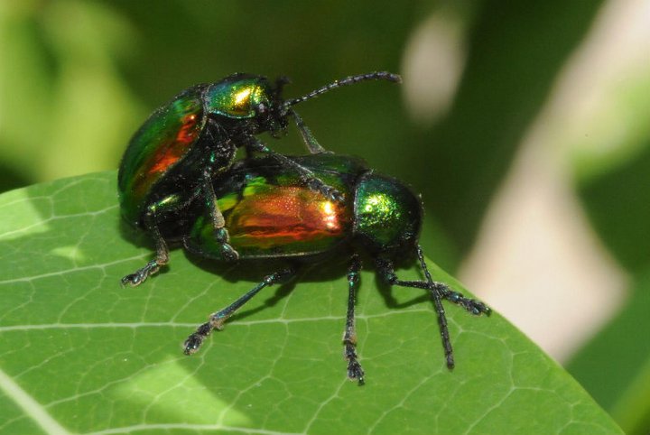 Dogbane beetles (mating pair)