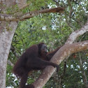 Bornean orangutan