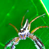 Male Two-Stripe Jumping Spider