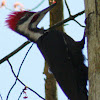 Pileated Woodpecter