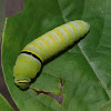 Zebra swallowtail (caterpillar)