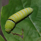 Zebra swallowtail (caterpillar)