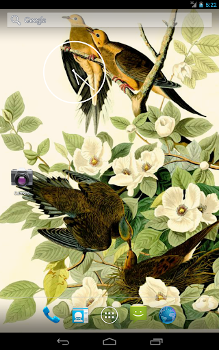 免費下載攝影APP|Audubon's Birds of America V02 app開箱文|APP開箱王