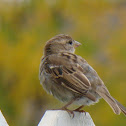 House Sparrow