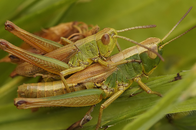 Meadow grasshopper, mating