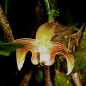 Bulbophyllum species Orchid