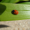 Coccinelle