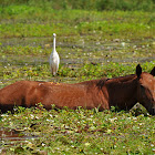 Horses (and egrets)