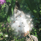 Giant Milkweed Seed