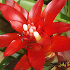 Scarlet Star Bromeliad