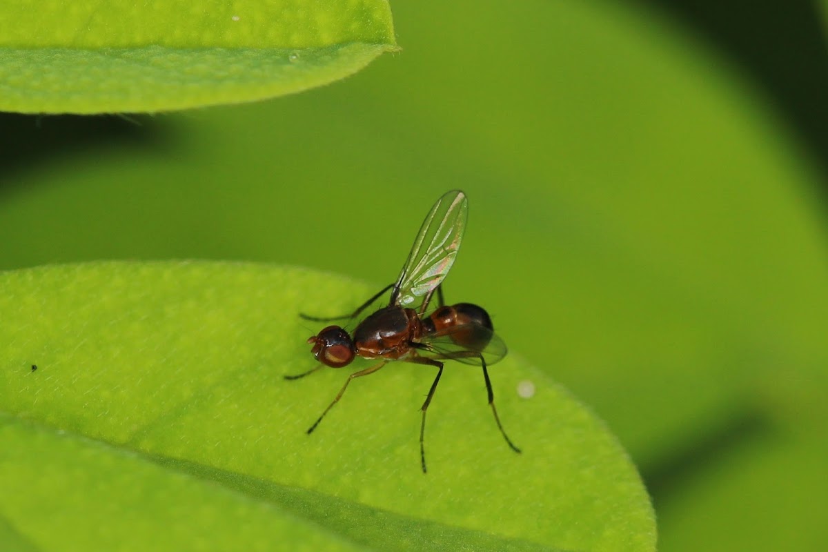 Stilt-legged flies