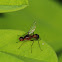 Stilt-legged flies