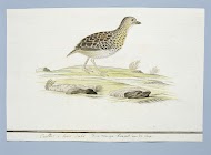 Turnix hottentotta (Vechtkwartel)