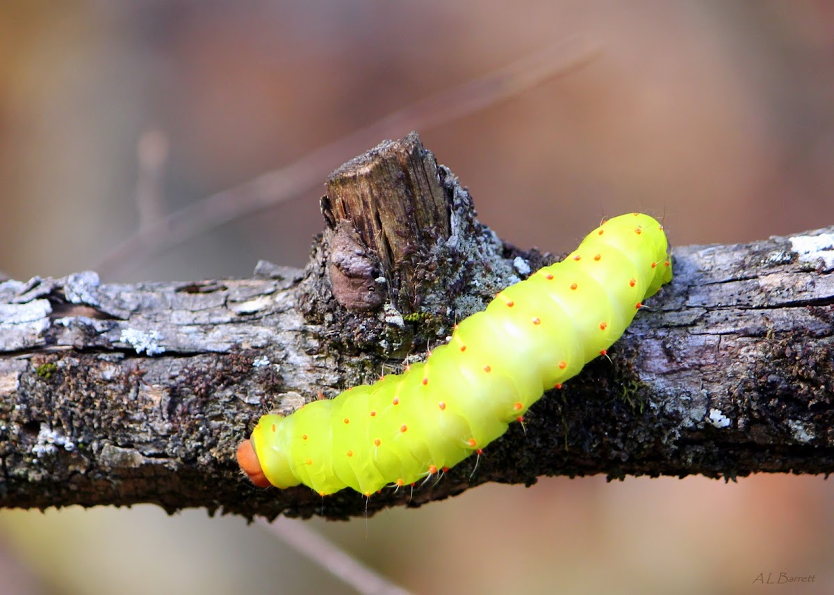 Polyphemus Moth caterpillar 