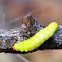 Polyphemus Moth caterpillar 