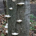 Shelf Mushroom