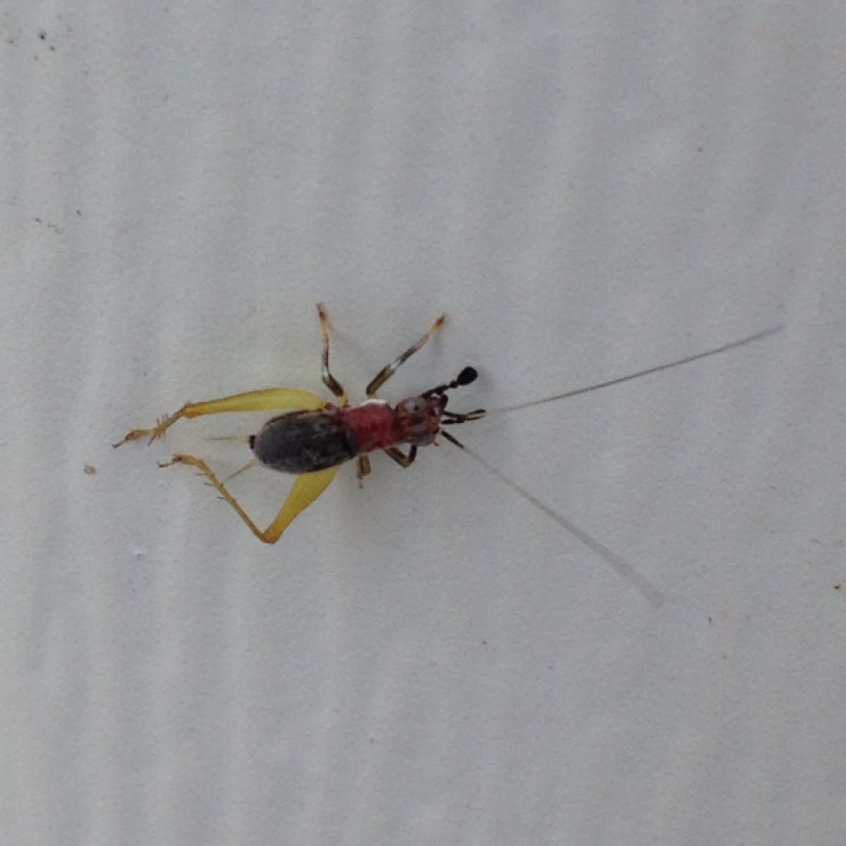 Red-headed Bush Cricket (nymph)