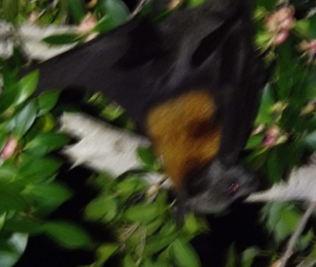 Grey Headed Flying Fox