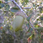 Quercus coccifera (Coscoja, Maraña)