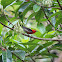 Scarlet Honeyeater