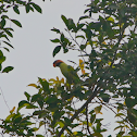 Long-tailed Parakeet