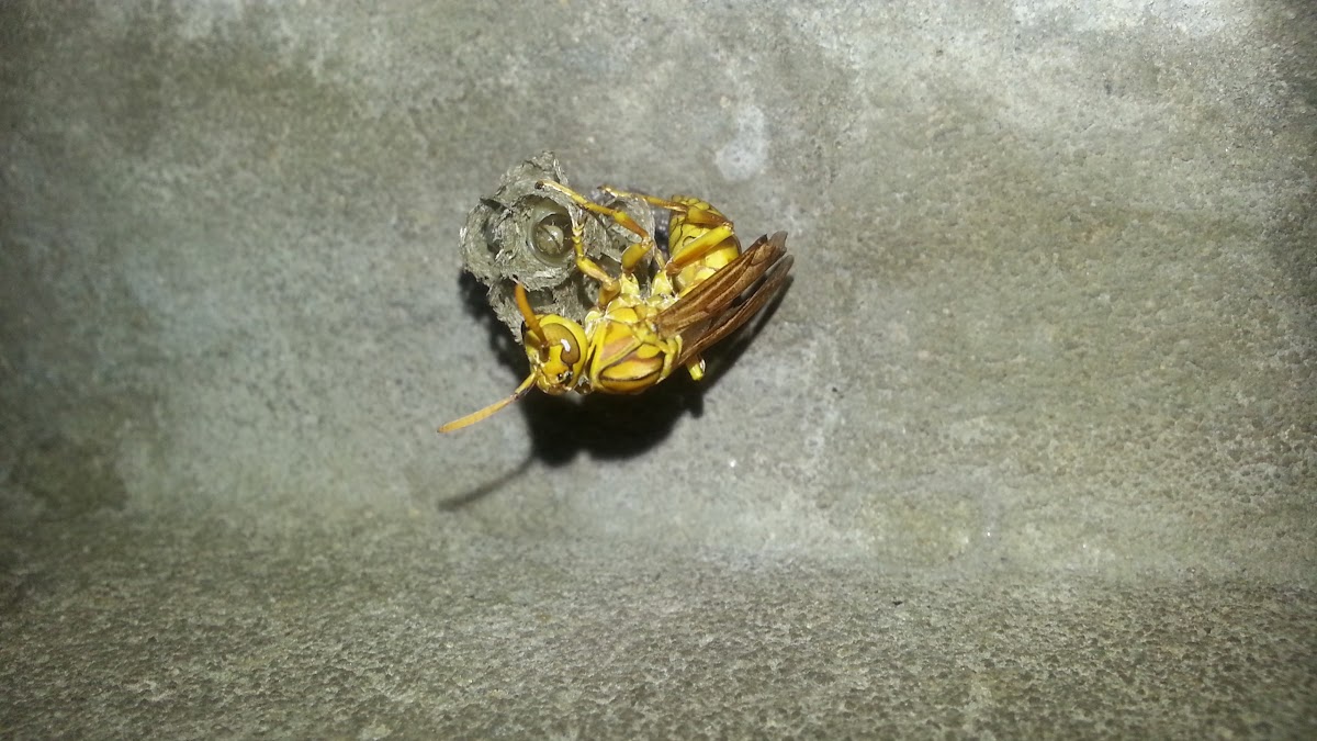 Yellow Paper Wasp (Bolta)