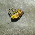 Yellow Paper Wasp (Bolta)