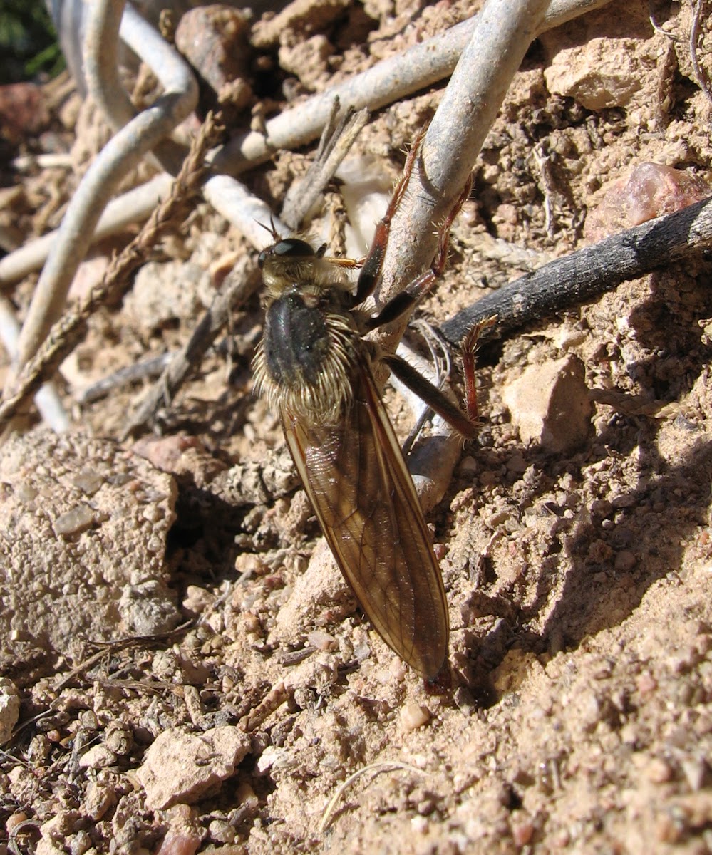 Brown Robber Fly
