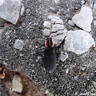 Pilose Checkered Beetle