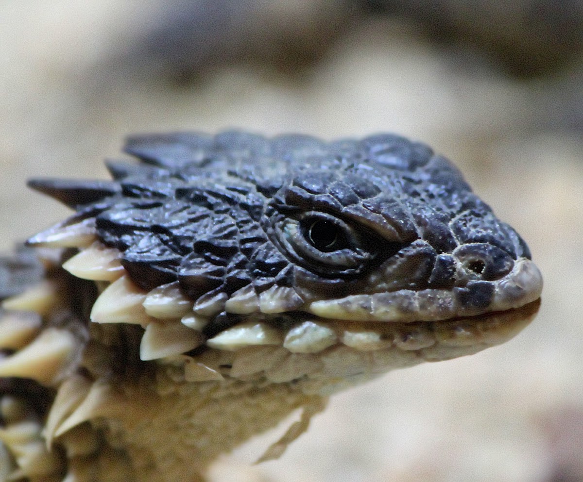Sungazer, Giant Girdled Lizard, Giant Spinytailed Lizard or Giant