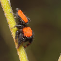Apache jumping spider (male)