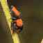 Apache jumping spider (male)