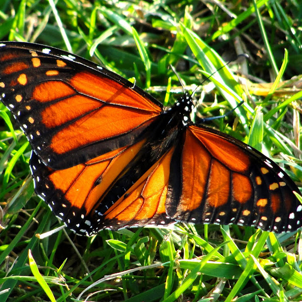 Monarch Migration | Project Noah