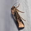 Granulate Cutworm or Tawny Shoulder Moth