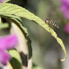 (Female) Syrphid Fly