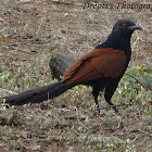 Greater Coucal or Crow Pheasant