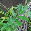 Climbing Fern