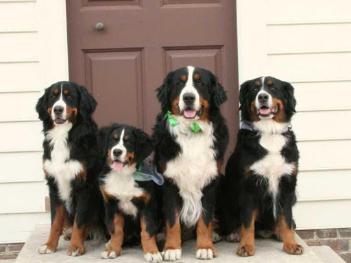 Bernese Mountain Dog