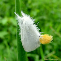 Yellow-tail Moth