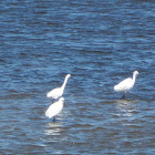 Snowy Egret