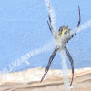 Garden Orb-web Spider