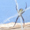 Garden Orb-web Spider