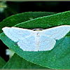 Scopula Geometrid Moth