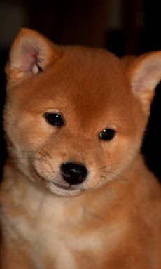 いぬがみ 犬のライブ壁紙 Androidアプリ Applion