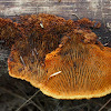Rusty gilled polypore