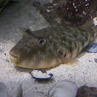 Northern puffer fish