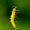 Caterpillar